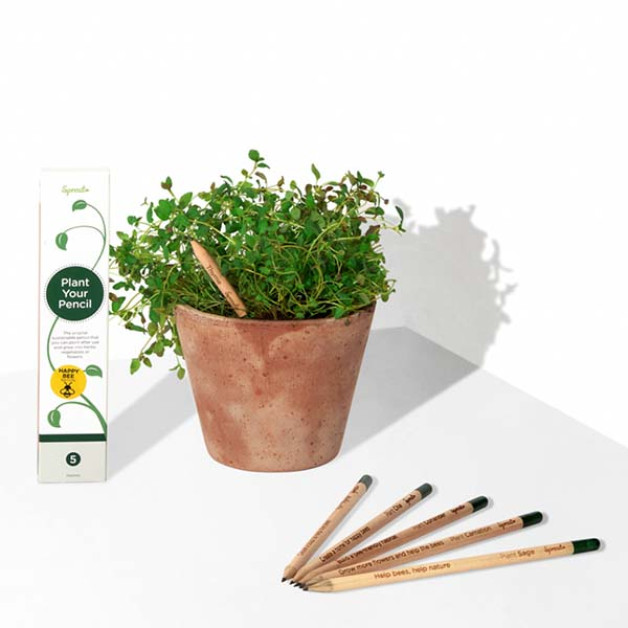 Sprout pieštukai su sėklomis
